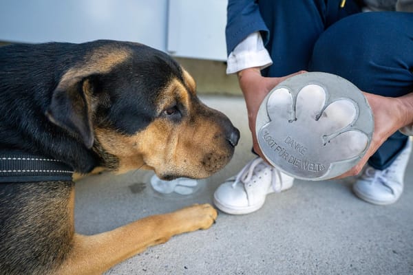 Ehrenpfote für Loot für die Welt